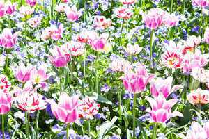 beautiful colorful pink tulips outdoor in spring