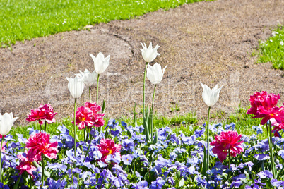 beautiful colorful pink tulips outdoor in spring