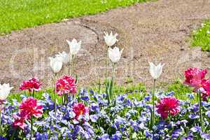 beautiful colorful pink tulips outdoor in spring