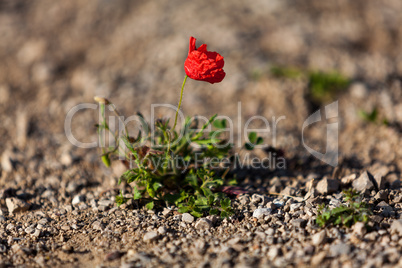 beautiful poppy field in red and green landscape