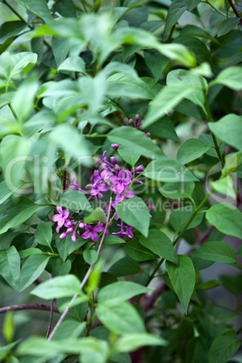 beautiful purple lilac flowers in spring outdoor