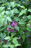beautiful purple lilac flowers in spring outdoor