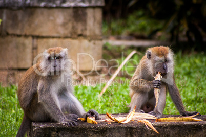 Adult macaque monkey sitting eating fruit