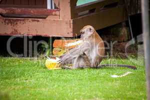 Adult macaque monkey sitting eating fruit