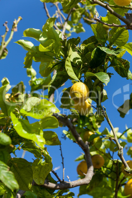 fresh lemons on lemon tree blue sky nature summer