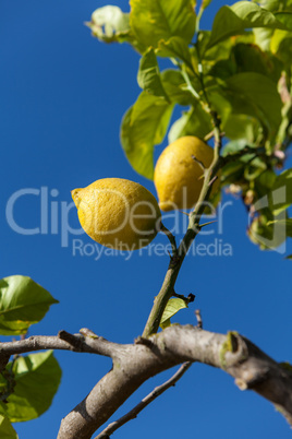 fresh lemons on lemon tree blue sky nature summer