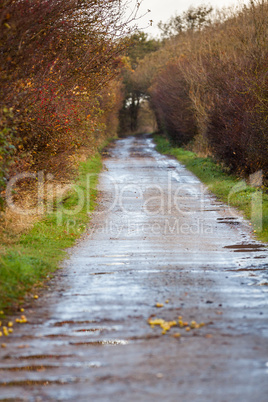 landscape and street in autumn spring outdoor