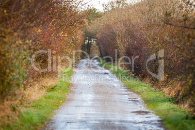 landscape and street in autumn spring outdoor