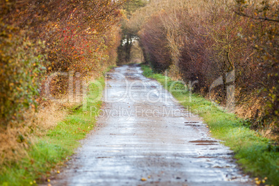landscape and street in autumn spring outdoor