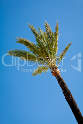 single green palmtree on blue sky background