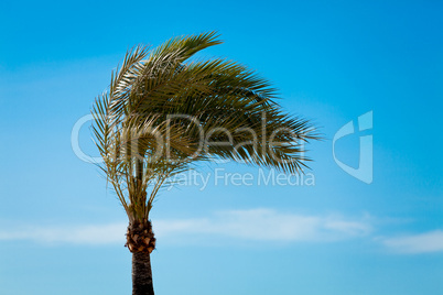 single green palmtree on blue sky background