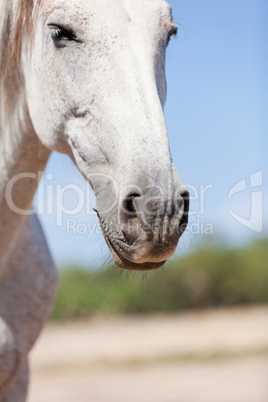 beautiful pura raza espanola pre andalusian horse