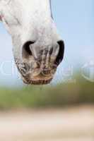 beautiful pura raza espanola pre andalusian horse