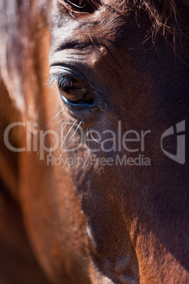 beautiful blond cruzado horse outside horse ranch field