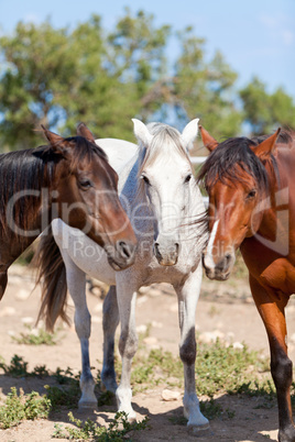 group of horses outside horse ranch in summer