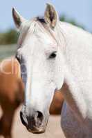 beautiful pura raza espanola pre andalusian horse