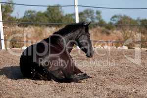 caballo de pura raza menorquina prm horse outdoor rolling