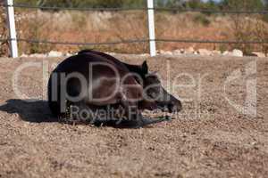 caballo de pura raza menorquina prm horse outdoor rolling