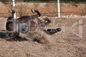 caballo de pura raza menorquina prm horse outdoor rolling