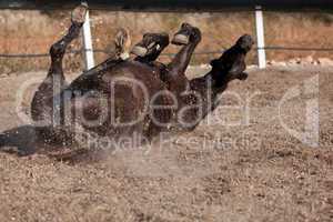 caballo de pura raza menorquina prm horse outdoor rolling