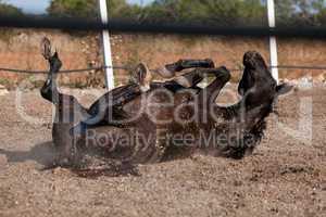 caballo de pura raza menorquina prm horse outdoor rolling