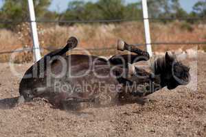 caballo de pura raza menorquina prm horse outdoor rolling