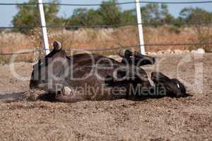 caballo de pura raza menorquina prm horse outdoor rolling