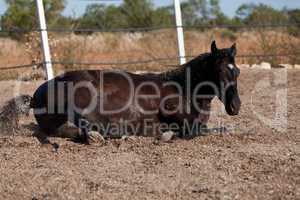 caballo de pura raza menorquina prm horse outdoor rolling