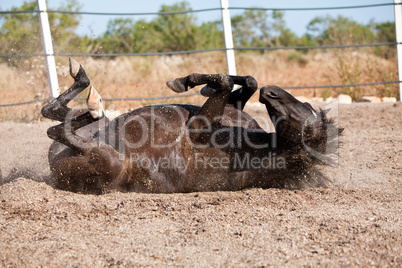 beautiful blond cruzado horse outside horse ranch field