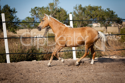 beautiful blond cruzado horse outside horse ranch field