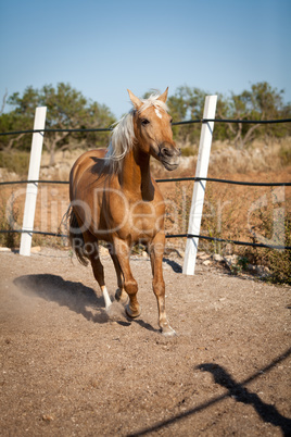 beautiful blond cruzado horse outside horse ranch field