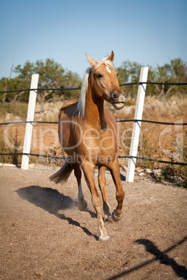 beautiful blond cruzado horse outside horse ranch field