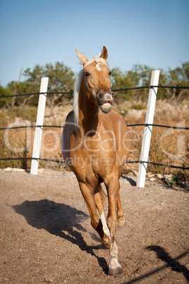 beautiful blond cruzado horse outside horse ranch field