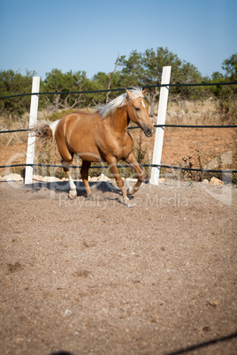 beautiful blond cruzado horse outside horse ranch field