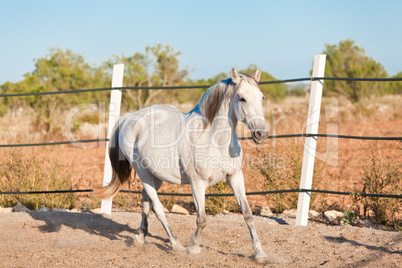 beautiful pura raza espanola pre andalusian horse