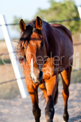 beautiful blond cruzado horse outside horse ranch field