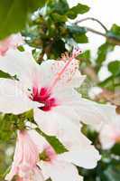 beautiful tropical white hibiscus Malvaceae flower in summer