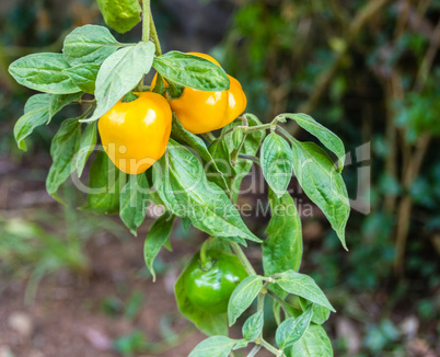 Habanero peppers