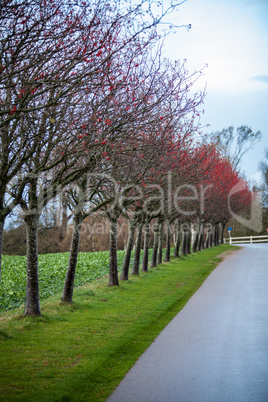 landscape and street in autumn spring outdoor