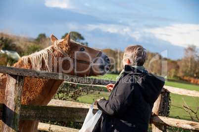 Elderly couple petting a horse in a paddock