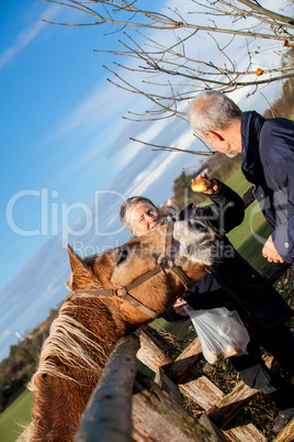 Elderly couple petting a horse in a paddock