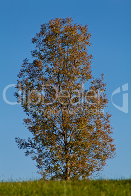 beautiful autumn landscape with blue sky