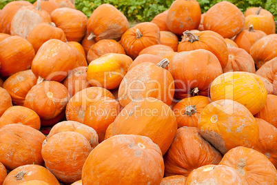 orange yellow pumpkin outdoor in autumn