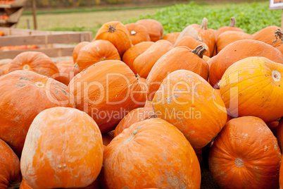 orange yellow pumpkin outdoor in autumn