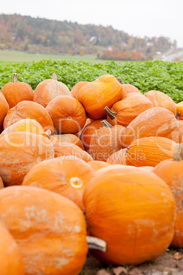 orange yellow pumpkin outdoor in autumn