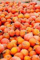 coclorful orange pumpkin in autumn outdoor