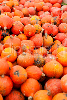 coclorful orange pumpkin in autumn outdoor