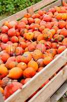 coclorful orange pumpkin in autumn outdoor