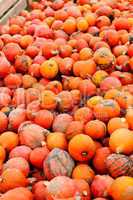 coclorful orange pumpkin in autumn outdoor