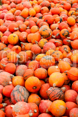 coclorful orange pumpkin in autumn outdoor